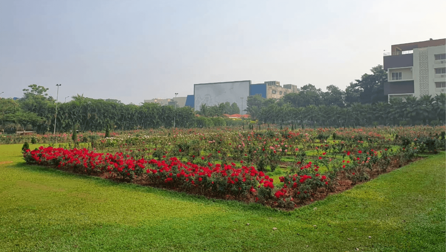 Rose garden on the KIIT campus